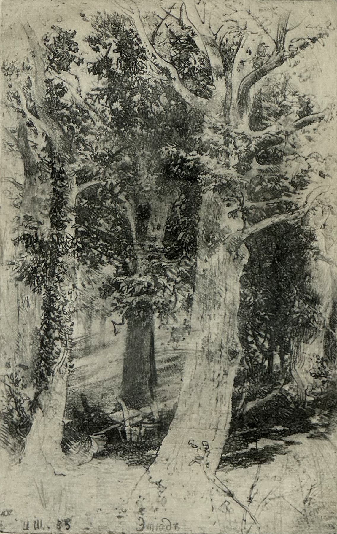 Этюд, автор Шишкин Иван Иванович (1832-1898), Графика — миниатюра 1